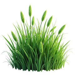 A clump of green grass with seed heads isolated on transparent background