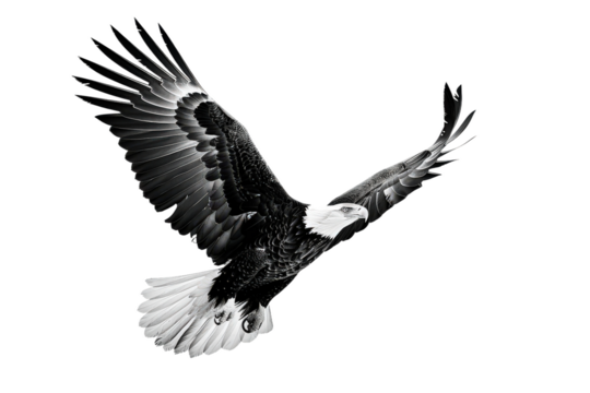 Strong eagle mid flight isolated on white clean background