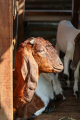 A baby goat and mother in a stall in a barn.goat and its kid resting in lush green field, surrounded by flowers, exuding peaceful and serene atmosphere
