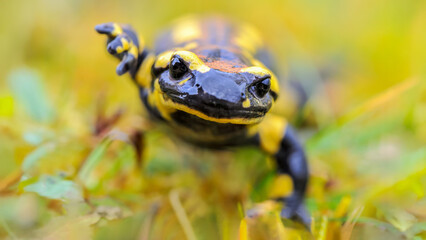 Female Speckled salamander advancing on the bank of a pond. Salamandra salamandra, Touraine, Indre et Loire 37, région Centre Val de Loire, France, European Union, Europe