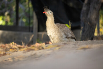 Seriemas are the only living members of the bird family Cariamidae, which is also the only surviving lineage of the order Cariamiformes.