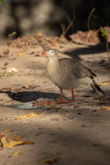 Seriemas are the only living members of the bird family Cariamidae, which is also the only surviving lineage of the order Cariamiformes.