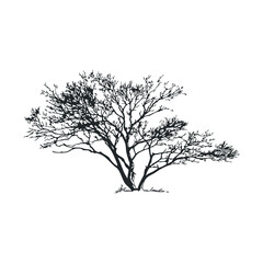 Fototapeta premium Silhouette of leafless tree with delicate branches on white background