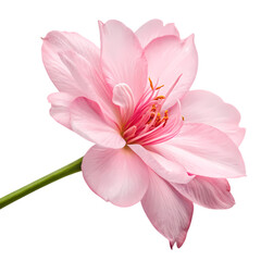 Fototapeta premium Delicate Pink Blossom A Study in Petals