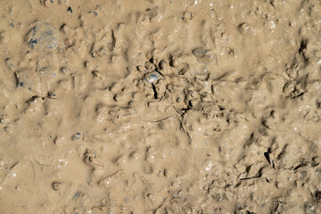 Close up of sunlit muddy soil texture containing pebbles, stones and other contents of mud. Background.