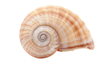 Close up of a spiral seashell on transparent background