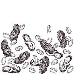 Peanuts, a vector composition of nuts, peanuts. All objects are hand-drawn with ink. The illustration is suitable for printing on the packaging of peanut products, cosmetics, tableware. Vector