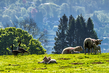 Fototapeta premium Farms over Esthwaite Water, Lake District National Park, Cumbria, England