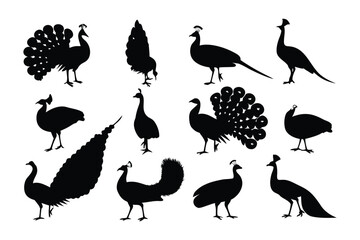 Fototapeta premium Collection of elegant silhouette peacock poses showcasing their majestic plumage and graceful stances