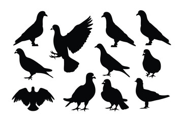 Collection of silhouette pigeons in various poses showing flight and standing positions