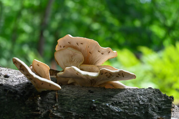 Close-up photo of a wild mushroom on a broken tree trunk with green, out-of-focus trees in the background. Location: Brasschaat (Belgium)