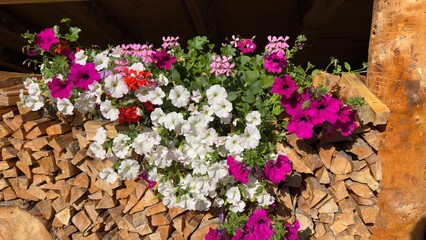 Traditional flowers of the Alps and Dolomites. Colorful flowers on a pile of wood. Summer time. Mix of flowers and colors. General contest of the European Alps