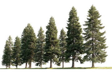 Row of evergreen trees on a grassy plain.  A line of coniferous trees with varying heights and full canopies stand in a  horizontal row.  The ground is a light green