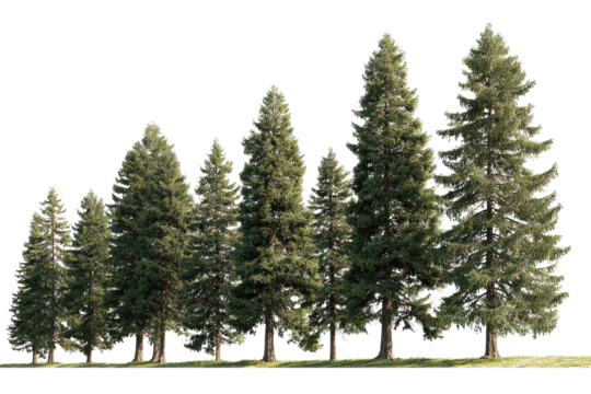 Row of evergreen trees on a grassy plain.  A line of coniferous trees with varying heights and full canopies stand in a  horizontal row.  The ground is a light green