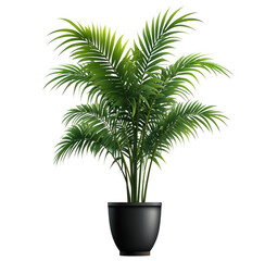 Realistic 3d render of a lush green indoor areca palm plant in a transparent pot