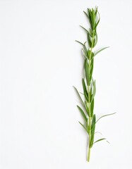 Fresh green tarragon herb stem isolated on a clean white background for culinary inspiration