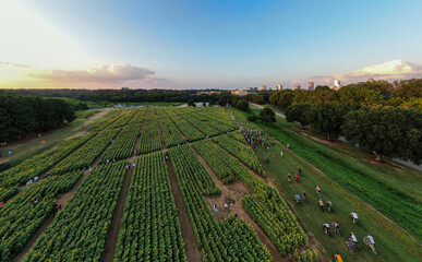 Sunset Drone Images of the Sunflower Field at Dix Park in Raleigh North Carolina: Flowers, Nature, Attractions, Outdoors