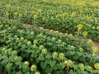 Sunset Drone Images of the Sunflower Field at Dix Park in Raleigh North Carolina: Flowers, Nature, Attractions, Outdoors