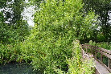 Obraz premium Tranquil wooden footbridge overgrown with wildflowers near Martins Pond, Nottingham, England