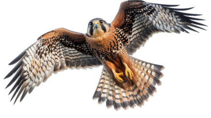 A bird of prey soaring with wings spread wide displaying its patterned plumage and sharp talons clearly isolated with white background