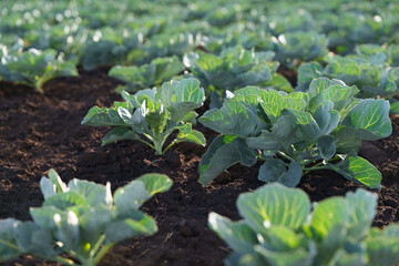 Cabbage growing in an organic farm field - Eco-rural background.