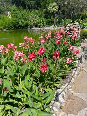 bright pink flowers blooming in a garden full of bright green leaves, next to a green pond