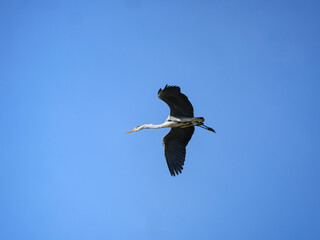 Obraz premium Grey Heron in flight
