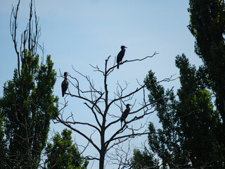 Kormoran on a tree