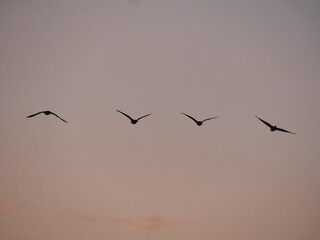 birds in flight