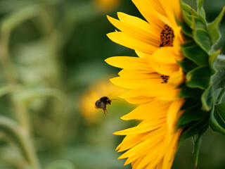 bee on yellow flower