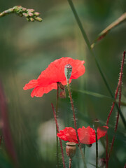 Obraz premium red poppy flower