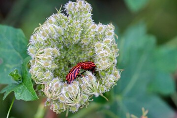 zwei Streifenwanzen in einer Blüte