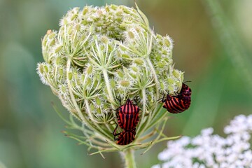 Streifenwanzen an wilder Möhre