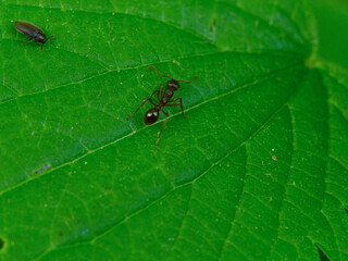 Black ant and small beetle (Adrastus pallens) walking on a green leaf