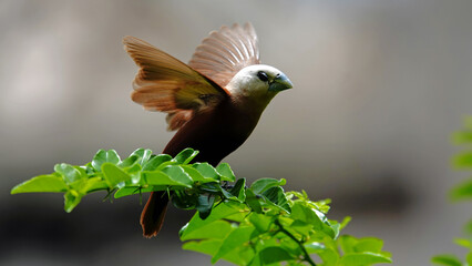 White-headed munia in flight