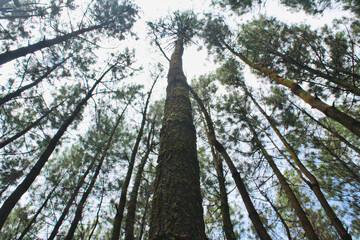 Pine trees in the forest