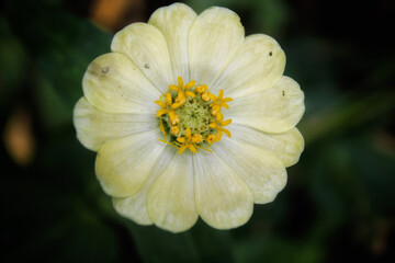 yellow flower with dew drops