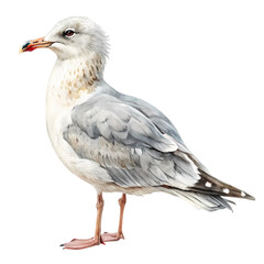 Obraz premium A Juvenile Glaucouswinged Gull on White Background