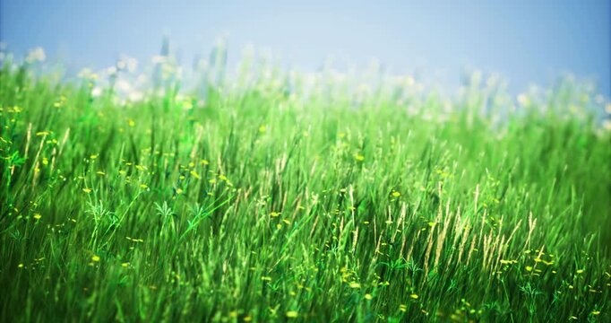 Vibrant green grass fills the field, interspersed with wildflowers. Under a clear blue sky, the scene feels serene and refreshing, perfect for a peaceful day outdoors.