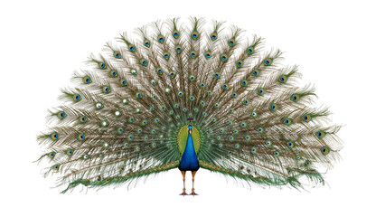 Majestic peacock displays vibrant iridescent feathers in a stunning courtship ritual, captivating with natural beauty and elegance.