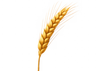 Golden wheat stalk standing against transparent background, representing agricultural growth and harvesting abundance