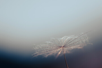 Minimalist Close-Up of Dandelion Seed with Soft Gradient Background