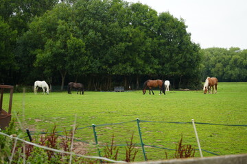 Obraz premium Lady Bay, Nottingham, England – July 23 2025: Horses grazing peacefully in a lush green pasture by the woodland edge.