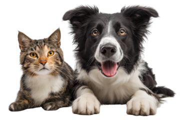 Tabby cat and Border Collie dog lying down together on black isolated on a transparent background feline