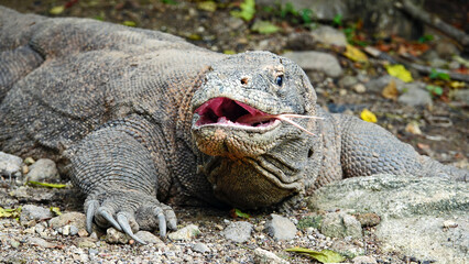Komodo dragon with mouth open and tongue