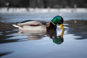 Obraz premium Duck on the water