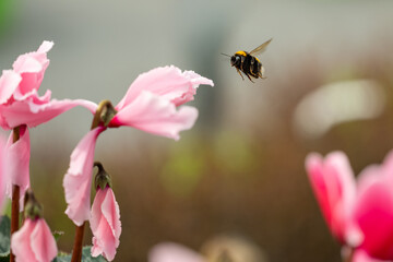Bumblebee in Flight Near Pink Cyclamen Flowers