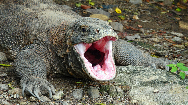 Komodo dragon with mouth wide open