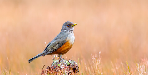 Purple-breasted Thrush (Turdus rufiventris), a bird symbol of Brazil, captured in natural light that highlights its vibrant colors. Perfect photo.Sabiá laranjeira.