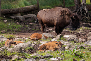 buffalo in the field with baby buffaloes